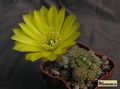  LOBIVIA  arachnacantha v. sulphurea R608 