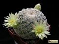 MAMMILLARIA solisioides