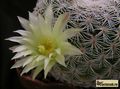 MAMMILLARIA solisioides