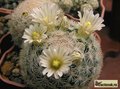 MAMMILLARIA wohlschlageri