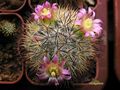 MAMMILLARIA microheliopsis