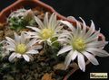 MAMMILLARIA <br>

                          coahuilensis