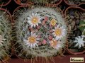 MAMMILLARIA pennispinosa v nazasensis SB489