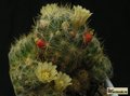 MAMMILLARIA prolifera