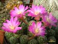 MAMMILLARIA saboae