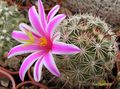 MAMMILLARIA blossfeldiana  SB1854