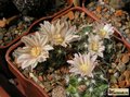 MAMMILLARIA <br>

                          coahuilensis