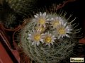 MAMMILLARIA pennispinosa v. nazasensis SB489