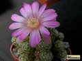 MAMMILLARIA saboae