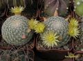 MAMMILLARIA solisioides