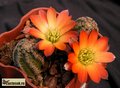 MEDIOLOBIVIA torquata EH 6041