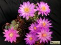 MAMMILLARIA saboae groups