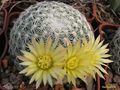 MAMMILLARIA solisioides