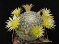 MAMMILLARIA solisioides