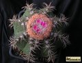 MELOCACTUS matanzanus