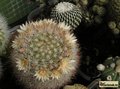 MAMMILLARIA schwarzii