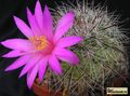 MAMMILLARIA deherdtiana v.dodsonii