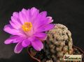 MAMMILLARIA theresae