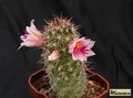 MAMMILLARIA thornberii