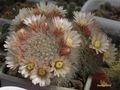 MAMMILLARIA schwarzii