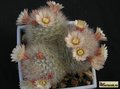 MAMMILLARIA schwarzii