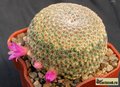 MAMMILLARIA huitzilopochtli v. minnichii