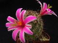 MAMMILLARIA blossfeldiana  SB1854