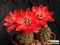 MEDIOLOBIVIA colorea WR 660