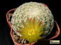 MAMMILLARIA solisioides