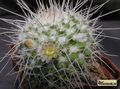 MAMMILLARIA nejapensis v. longispina