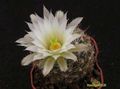 MAMMILLARIA wrightii ssp.wolfii