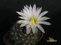 MAMMILLARIA wrightii ssp.wolfii