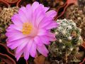 MAMMILLARIA roczekii