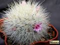  MAMMILLARIA machuque 