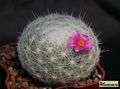  MAMMILLARIA humboldtii  RH132 