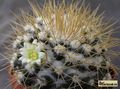 MAMMILLARIA nivosa  