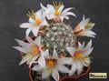  MAMMILLARIA louisae  