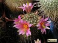 MAMMILLARIA thornberii