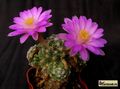 MAMMILLARIA roczekii