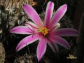 MAMMILLARIA blossfeldiana  SB1854