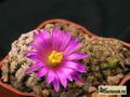 MAMMILLARIA hernandesii