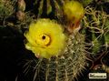 NOTOCACTUS