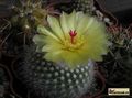 NOTOCACTUS scopa v. marchersii