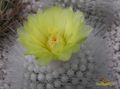 NOTOCACTUS rudibueneckeri HU 1000