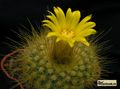  PARODIA chrysacanthion