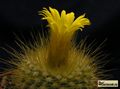  PARODIA chrysacanthion