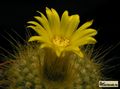  PARODIA chrysacanthion