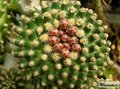 PEDIOCACTUS knowltonii SB304