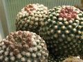 PEDIOCACTUS knowltonii SB304