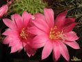 REBUTIA cv. gross- volley'